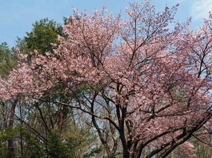 鳴沢桜2.jpg